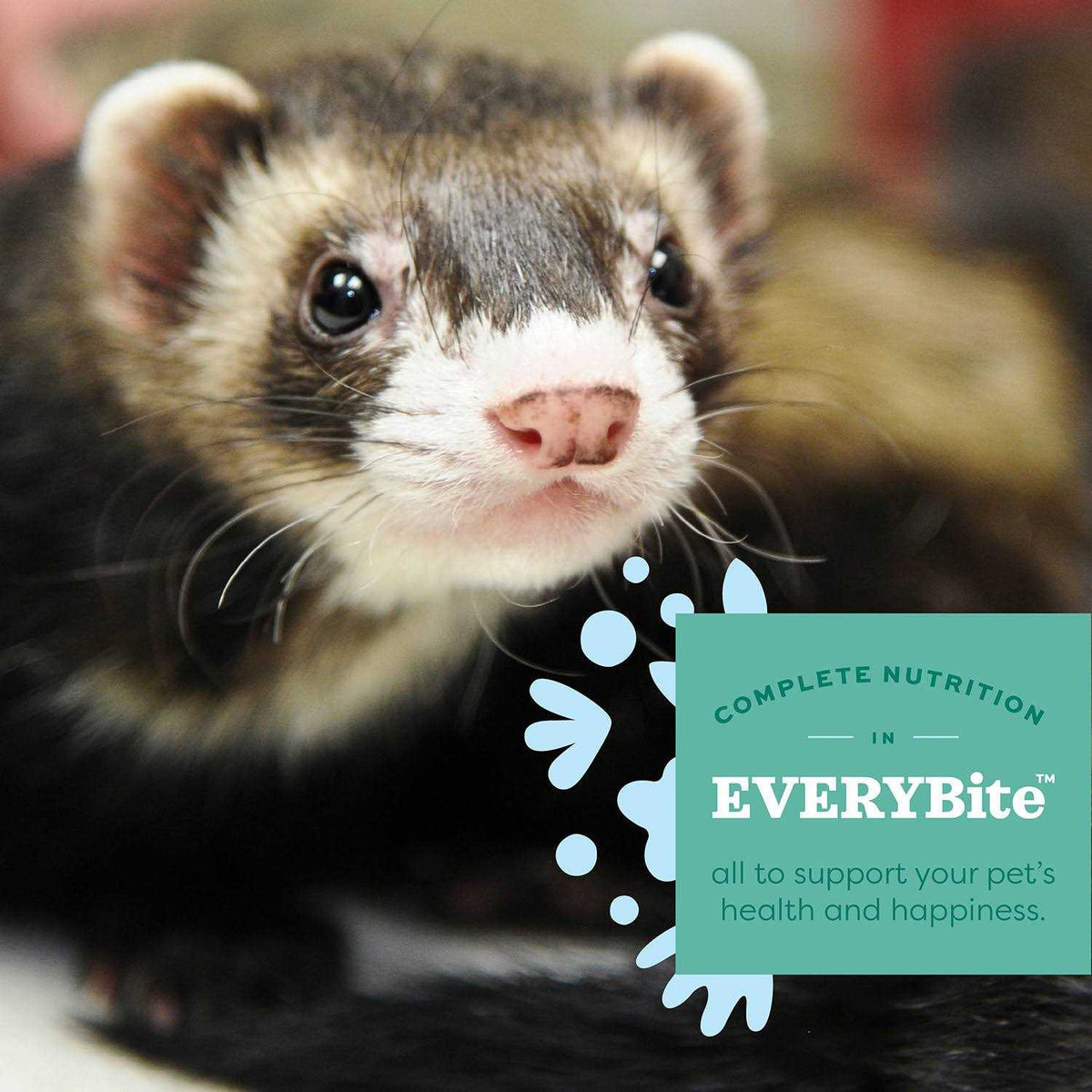 Ferret Food N893894