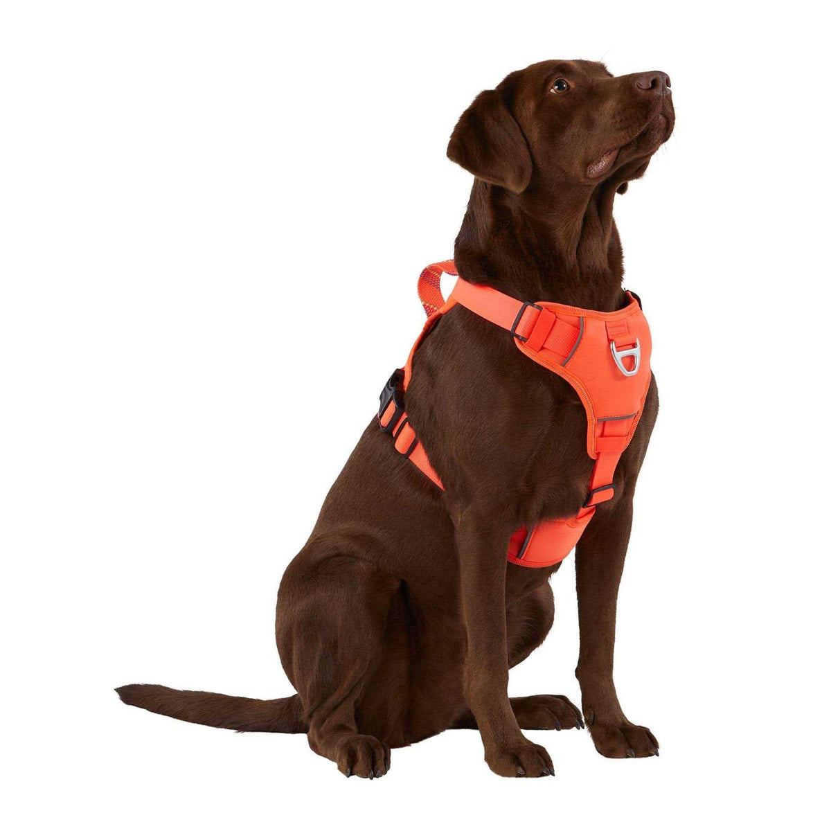 Neoprene Dog Harness C393929