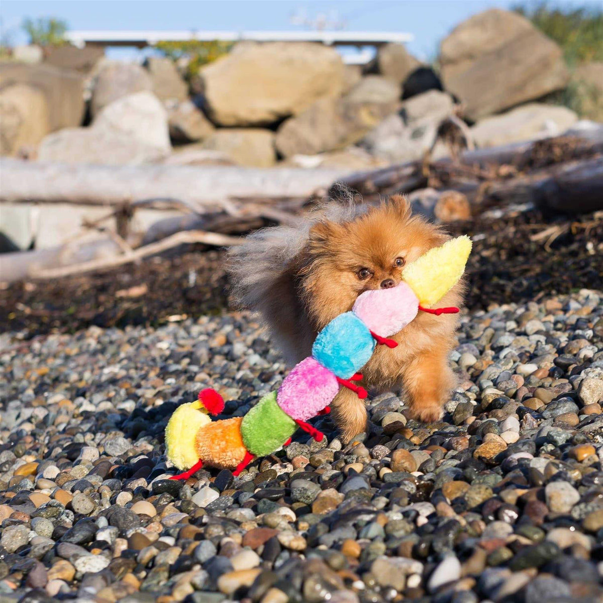 Caterpillar Dog Toy P978125
