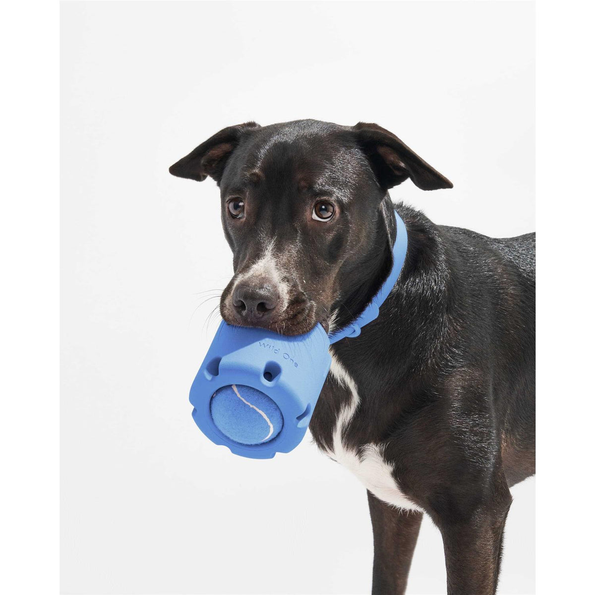 Tennis Dog Toy M19343