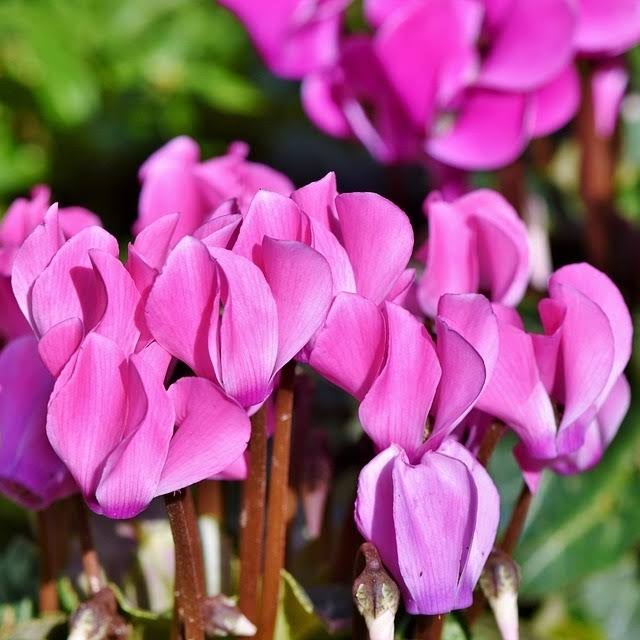 Soy Candle 700g B459806