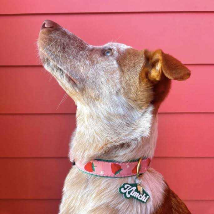 Strawberry Fields Dog Collar Q711