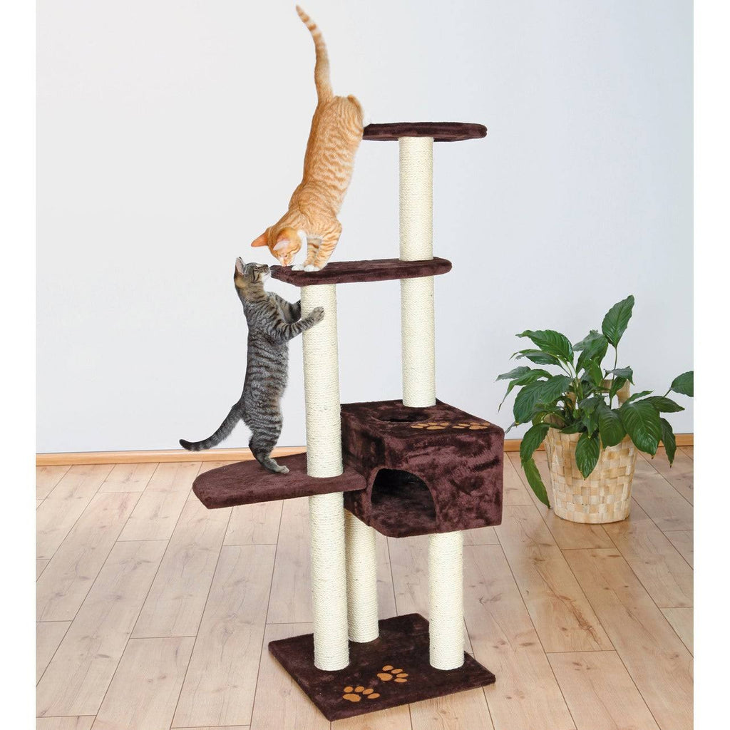 Brown Cat Tree B837612