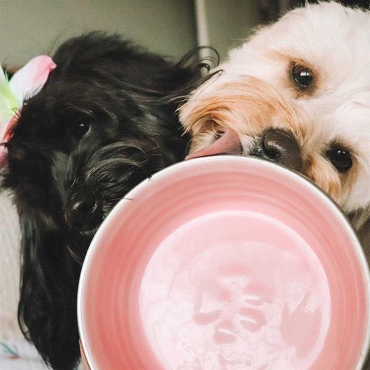 Pet Supplies C3870