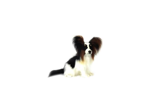 Plush Papillion Dog Z426